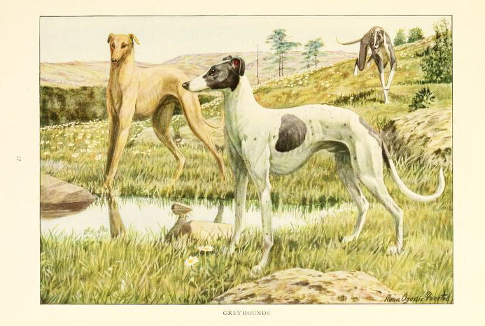 Greyhounds. Illustration from the 1919 "The book of dogs; an intimate study of mankind's best friend"