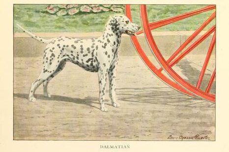Dalmation. Illustration from the 1919 "The book of dogs; an intimate study of mankind's best friend"