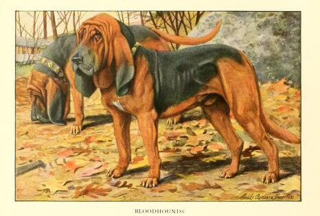 Bloodhound. Illustration from the 1919 "The book of dogs; an intimate study of mankind's best friend"