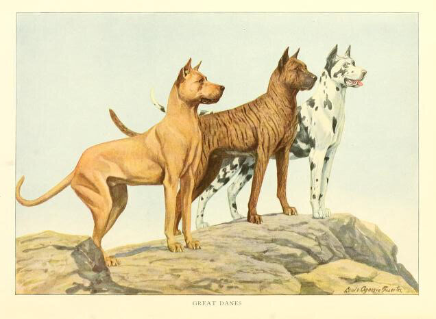 Great Danes. Illustration from the 1919 "The book of dogs; an intimate study of mankind's best friend"