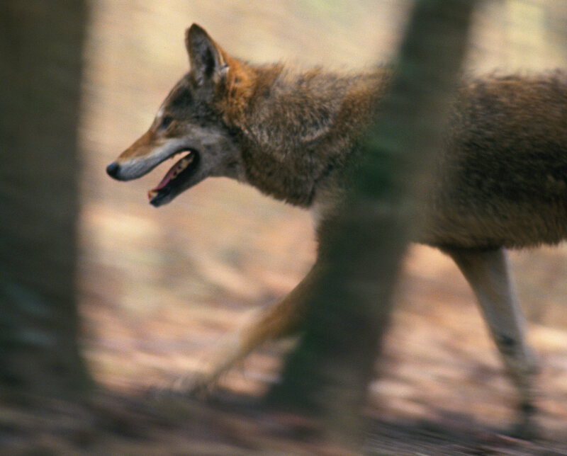 All existing red wolves have coyote/wolf hybrid genes.