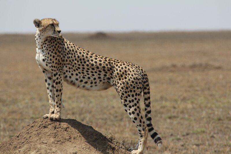 A definite cheetah, and the fruit of a lot of horizon-scanning.