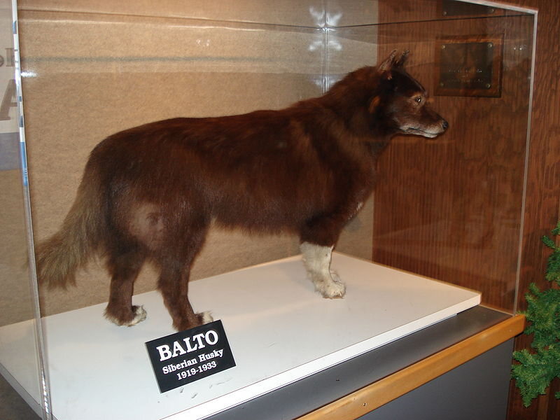 Balto the Sled Dog