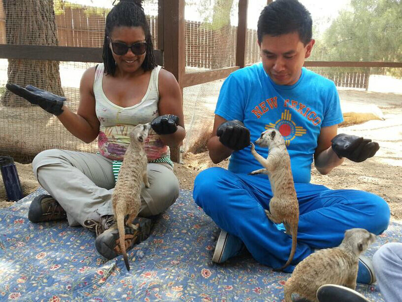 Meerkats at Fellow Earthlings Wildlife Center