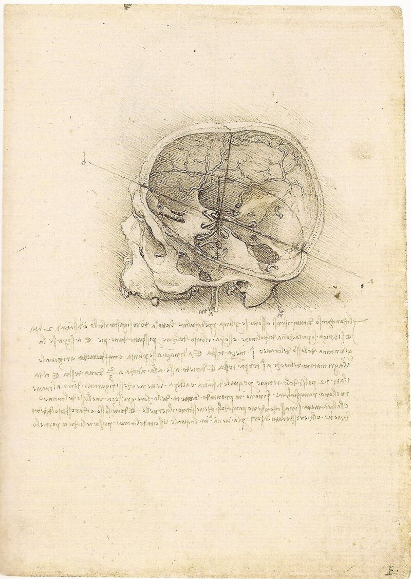 Rare Da Vinci Anatomical Drawings Go on Display Atlas Obscura
