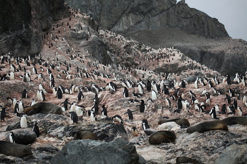 A whole flock of penguins on Elephant Island, in Antarctica.