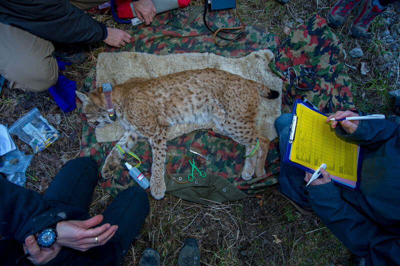 Biologists work quickly to collar, measure, and take tissue samples from an anaesthetized adult Eurasian lynx in the Swiss Alps.