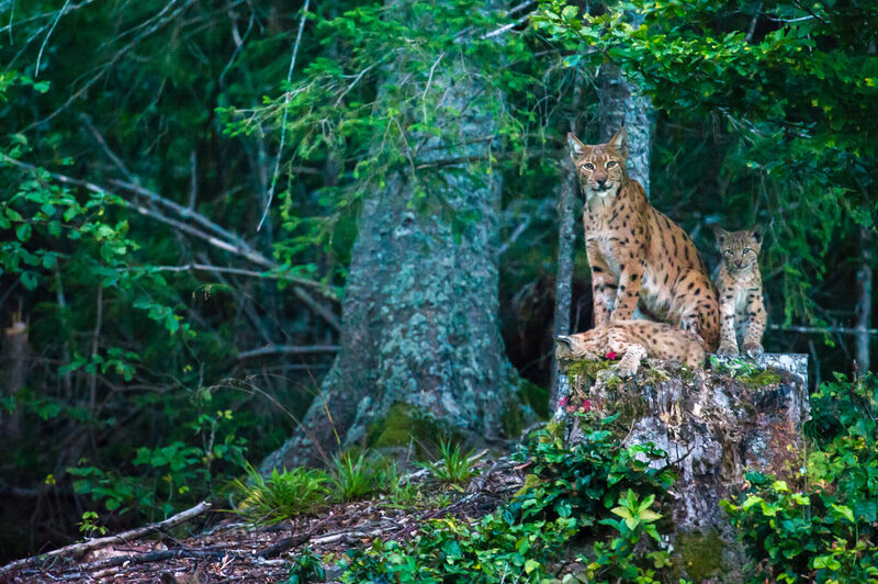 A female Eurasian lynx, known to biologists as “B123,” surveys her territory with her two cubs in Switzerland’s Jura Mountains.