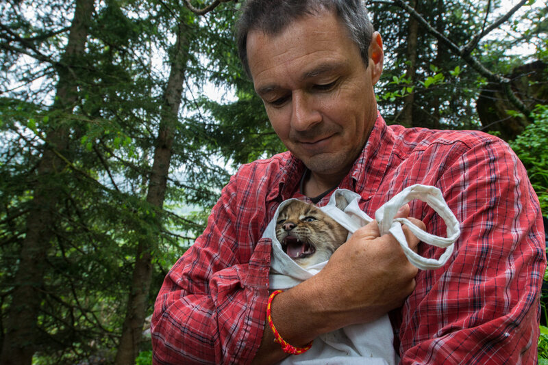Even lynx cubs must be handled with great care. KORA biologist Andreas Ryser swaddles this three-week-old youngster in preparation for weighing, measuring, and releasing the cub back into its den.   