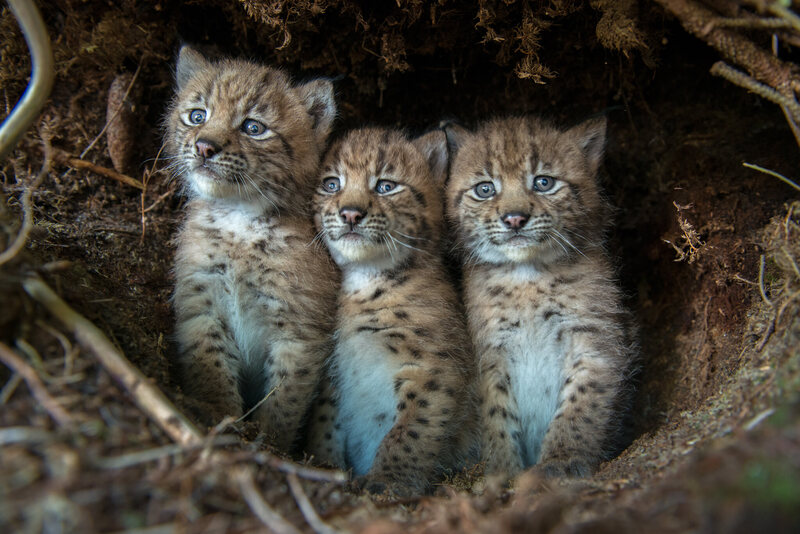 Three bewildered Eurasian lynx cubs peer out from their den after being discovered by KORA conservation biologists. 