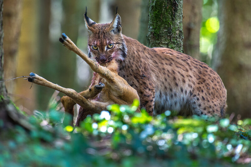 A wary, and bloody, adult Eurasian lynx drags a fresh kill to a more secluded location. 
