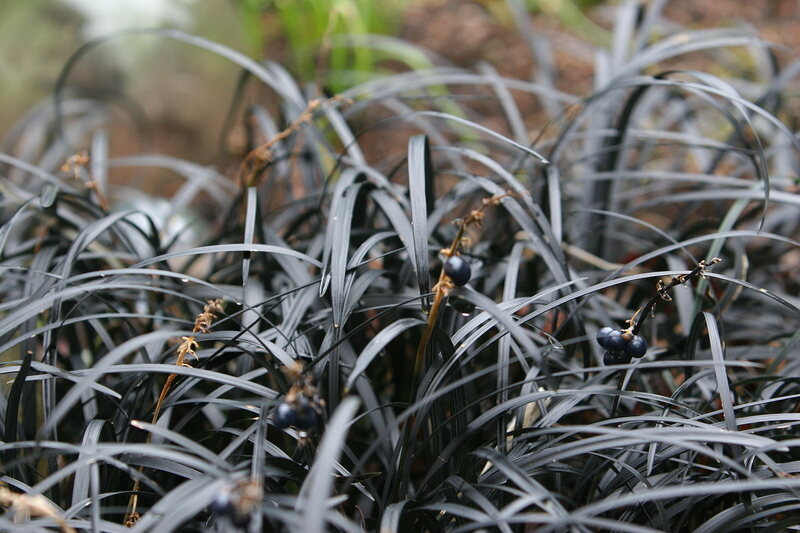 Black mondo grass, close up.