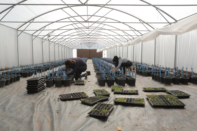 Researchers in ICARDA's Beirut headquarters, harvesting seeds to ship back to Svalbard.