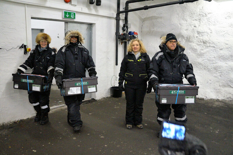 ICARDA researchers carry boxes of seeds into the icy Svalbard vault.