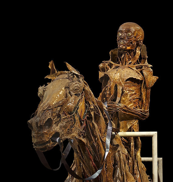 Écorché of a horse and his rider by anatomist Honoré Fragonard.