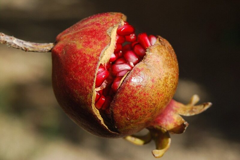 A pomegranate.