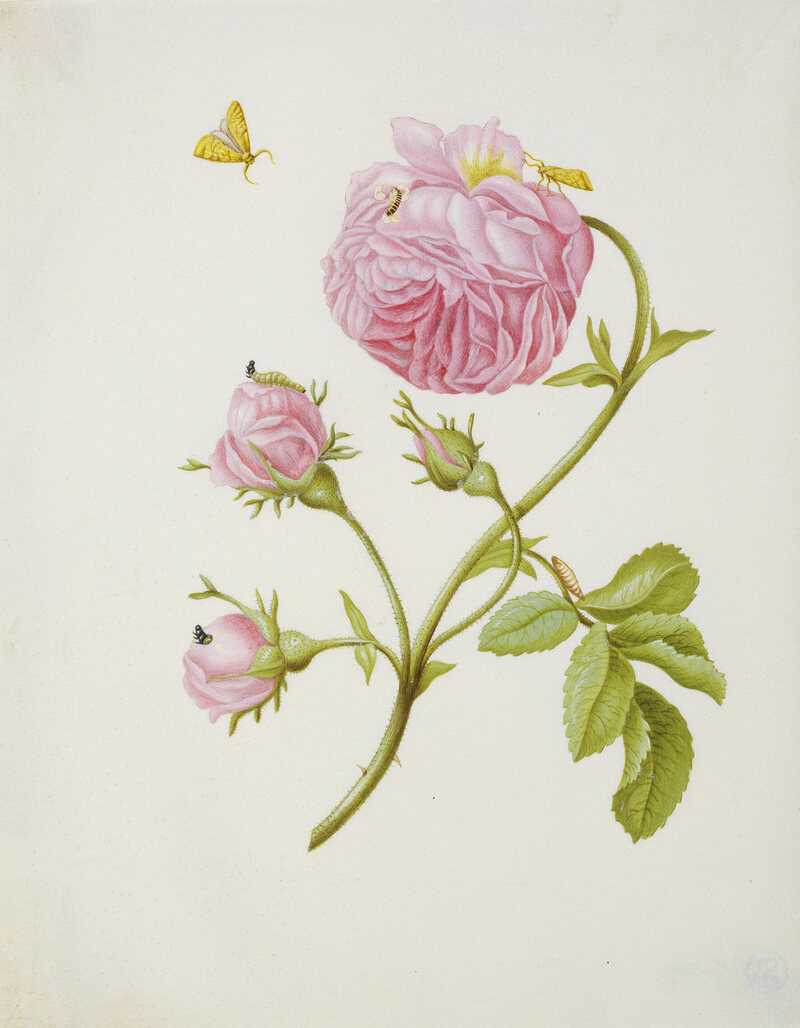 Shrub Rose with Gracillariidae, Larva, and Pupa, 1679.