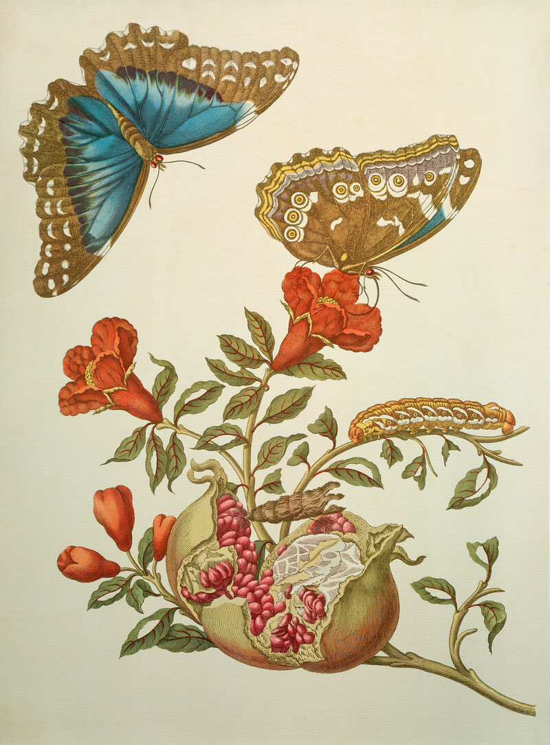 Pomegranate and Menelaus Blue Morpho Butterfly, 1705.