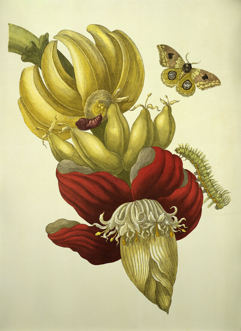 Banana Flower and Fruit, from </em>Metamorphosis insectorum Surinamensium</em>, 1705