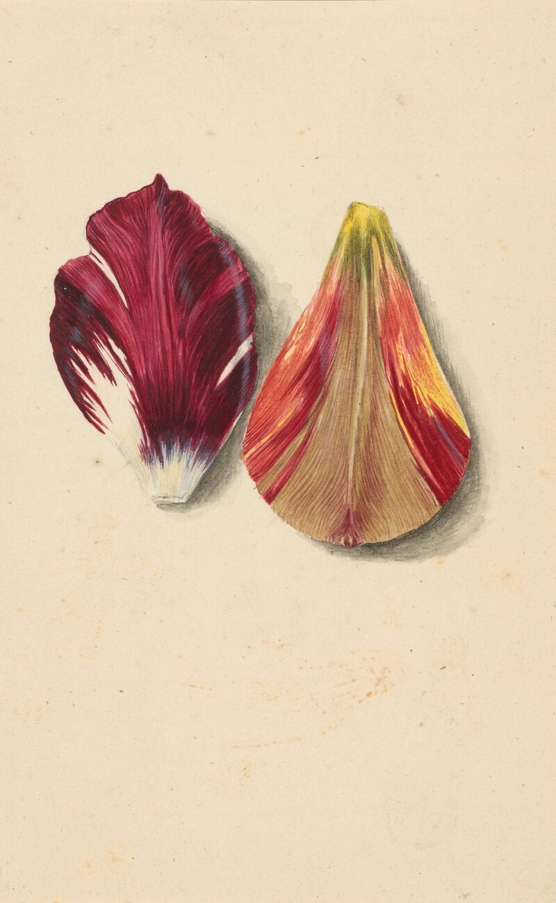 Two tulip leaves.