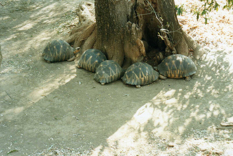 Radiated tortoises in southern Madagascar.