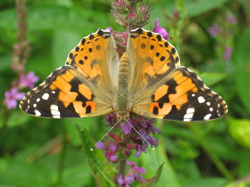 A solo painted lady.