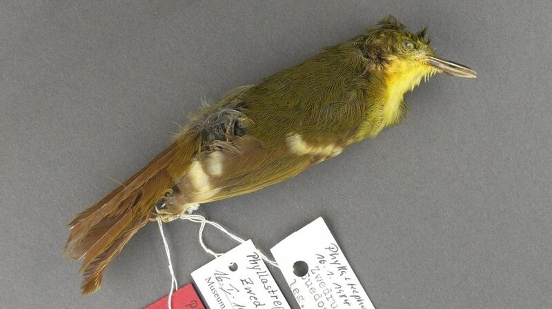 The only known specimen of the Liberian Greenbul. 