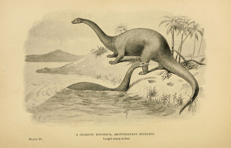 The latest is that brontosaurus was a real species, but it's taken an awful long time to get here. 