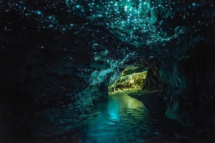 In the Waitomo Glowworm Caves, thousands of glowworms form a magnificent bioluminescent cosmos.
