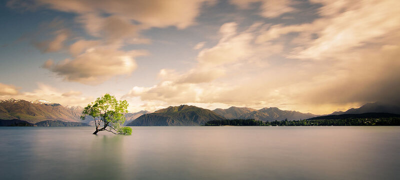 A lonely tree partially submerged in water against a backdrop of the Southern Alps.