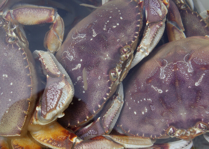 Dungeness crabs are popular among commercial and recreational fishers in Oregon. About 8.3 million pounds were harvested in 2014–15.
