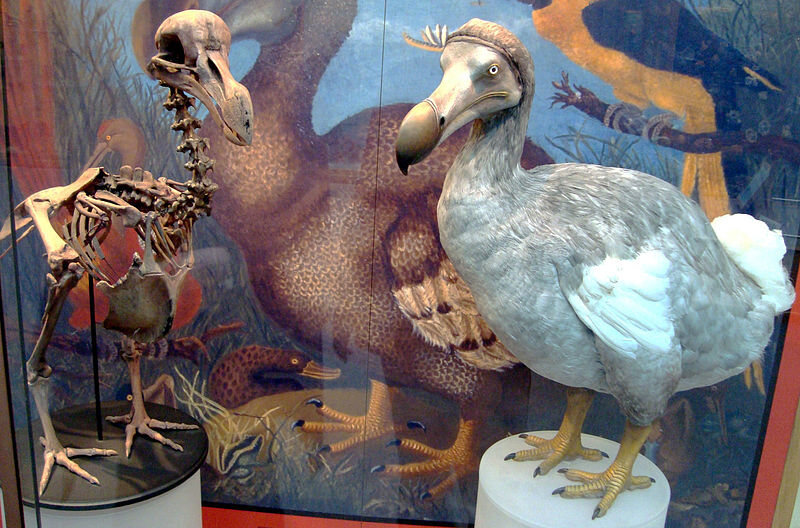 dodo - Atlas Obscura