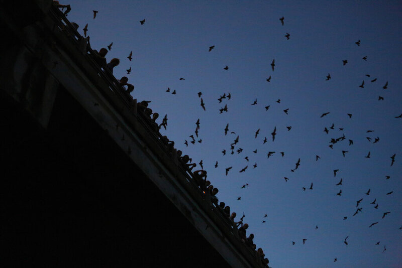 Congress Bridge Bats in Austin, Texas