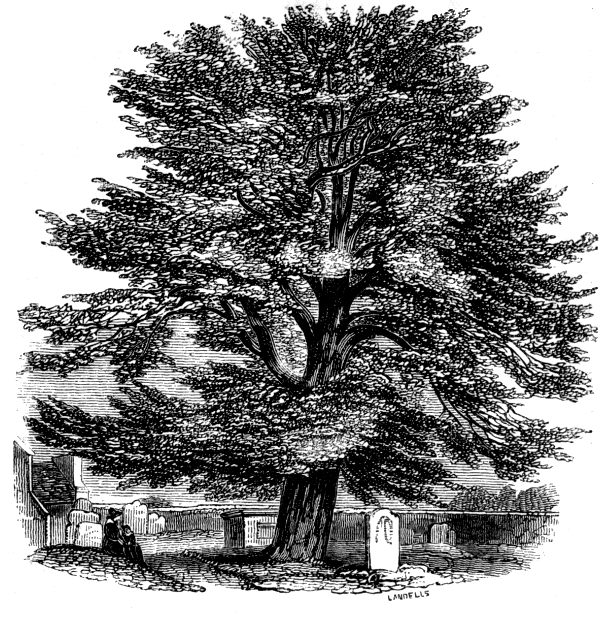 Churchyard Yew illustrated in Charles Tilt's "Woodland Gleanings" (1853)