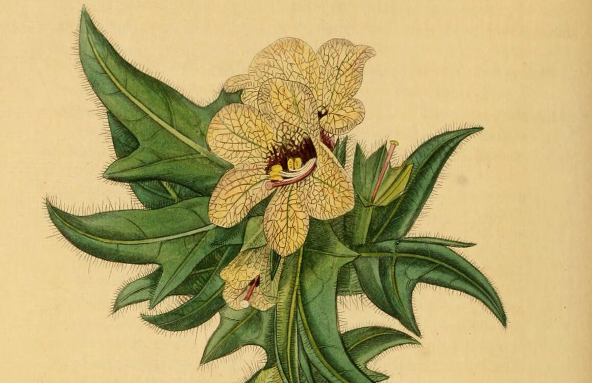 A 19th-century illustration of <em>Hyoscyamus niger</em>.
