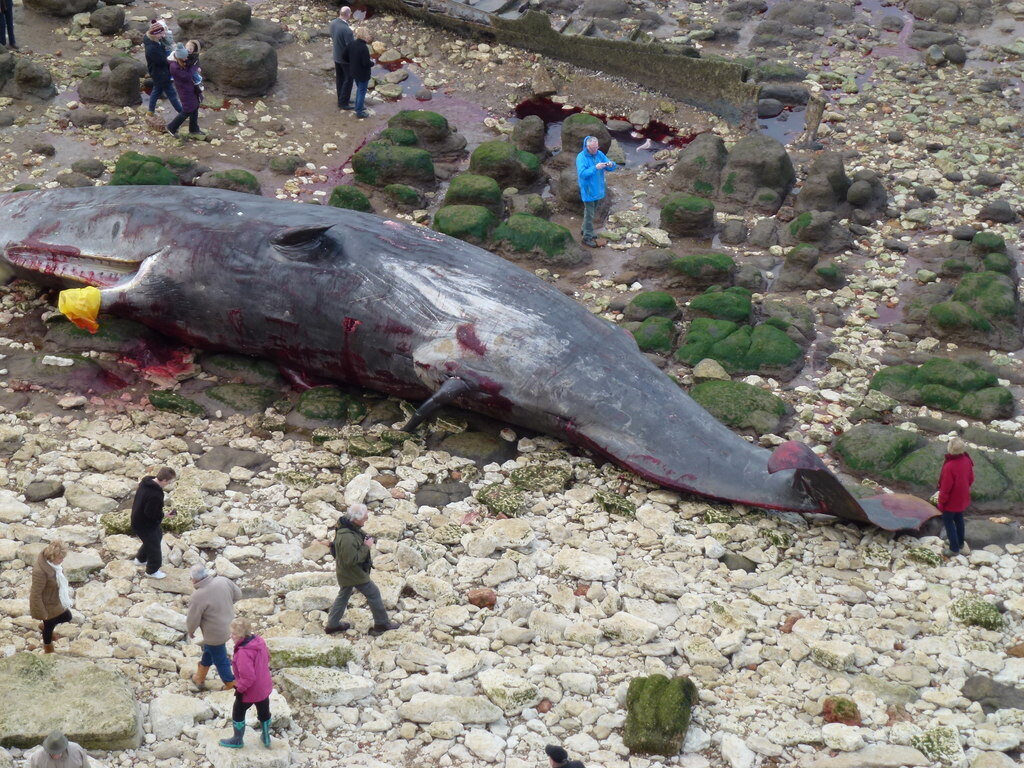 A sperm whale on the beach at Hunstanton, on the east coast of England, 2016. 