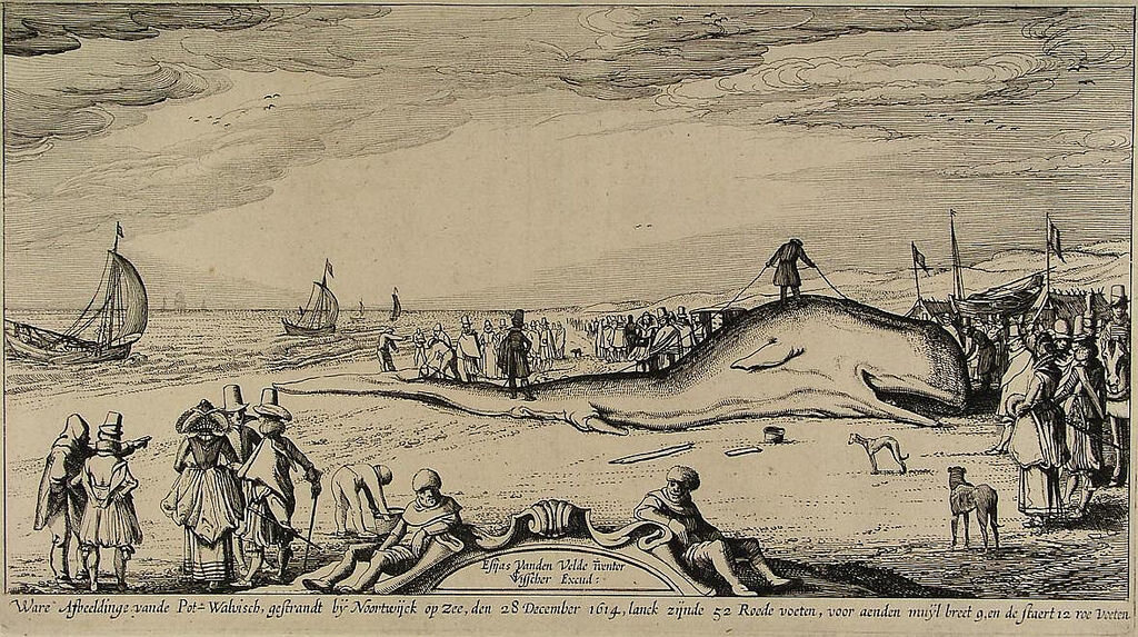 A 17th-century depiction of a beached sperm whale at Noordwijk in the Netherlands. 