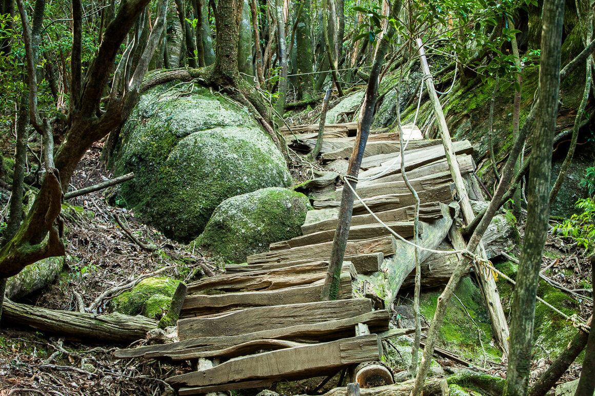 A steep portion of the trail is made easier by the placement of irregular planks of wood.