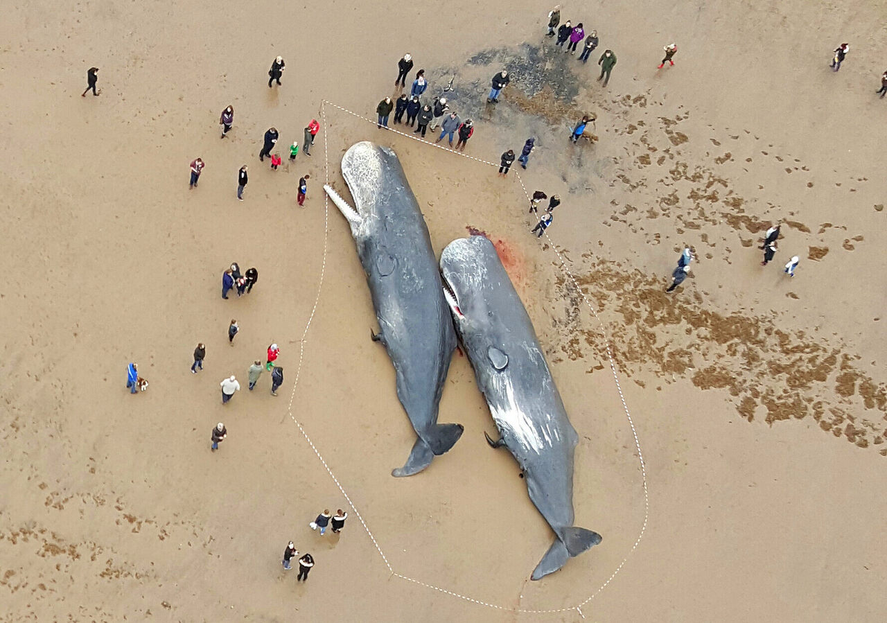 Two beached sperm whales near Skegness, on the east coast of England, 2016.