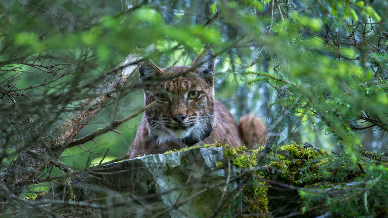 An anxious female Eurasian lynx looks on as biologists tag her three-week-old cub. 
