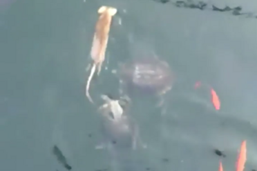 Just a Rat Stealing Food From a Turtle, Which Is Trying to Steal It From Some Fish