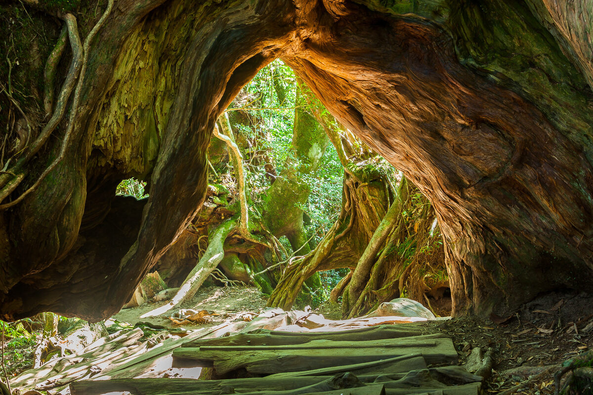 Triangular openings that hikers can crawl through are born from the forking of trunks at the base of large trees.