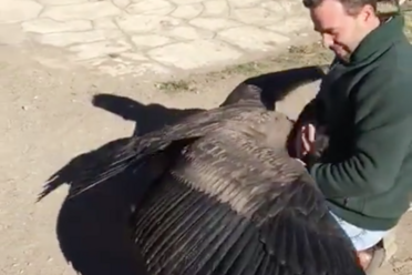 Local Condor Embraces the Argentinian Farmer Who Rescued It  