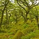 Wistman's Wood - Devon, England - Atlas Obscura