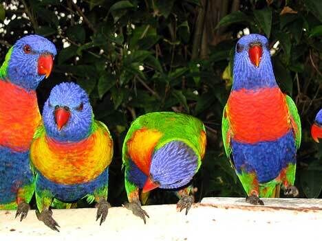 Drunken Australian Parrots - Tanami East, Australia - Atlas Obscura