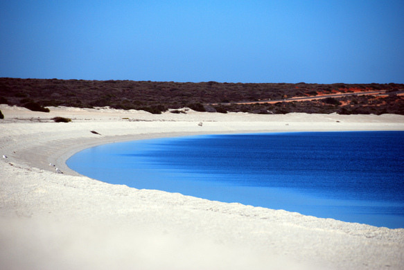 Image result for shell beach shark bay australia