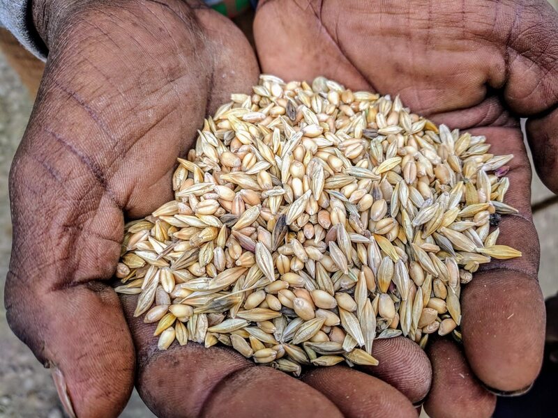A farmer in Ethiopia cradles a handful of maslin, mixed grains including different varieties of wheat and barley that are grown together. 