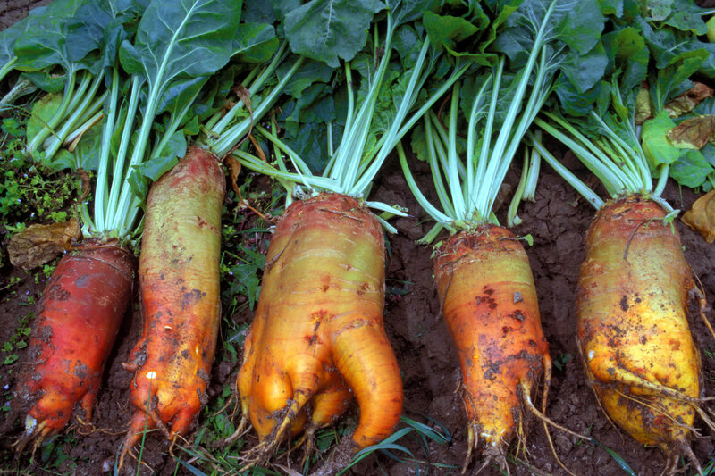 You can also plant Mangelwurzel beet, the original sugar beet.
