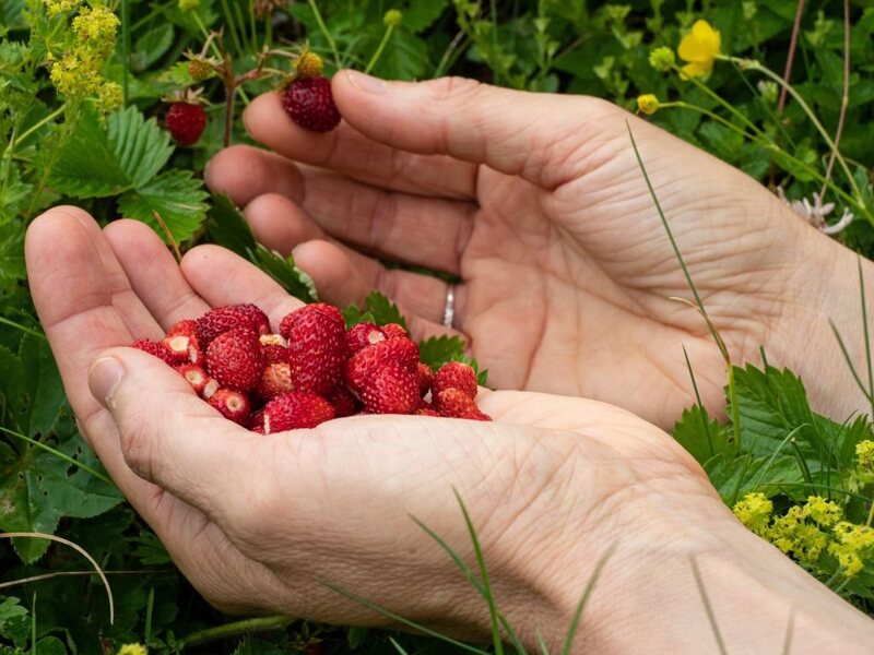 Wild strawberries tend to be very small.