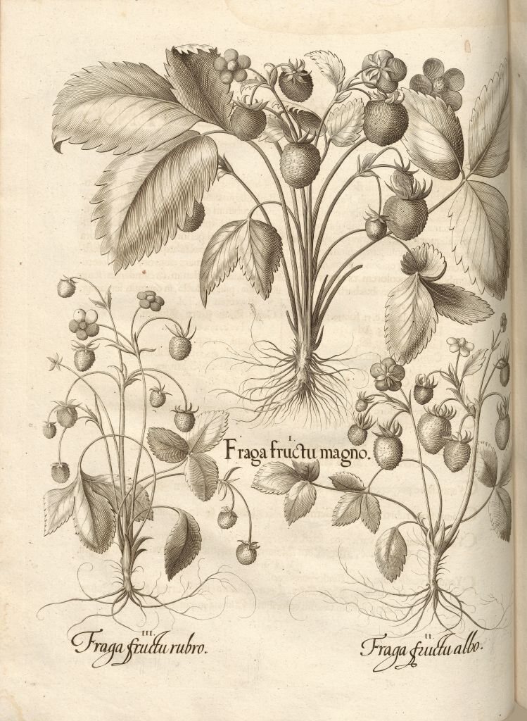 A 1713 etching of three different kinds of strawberries: red, white, and large.
